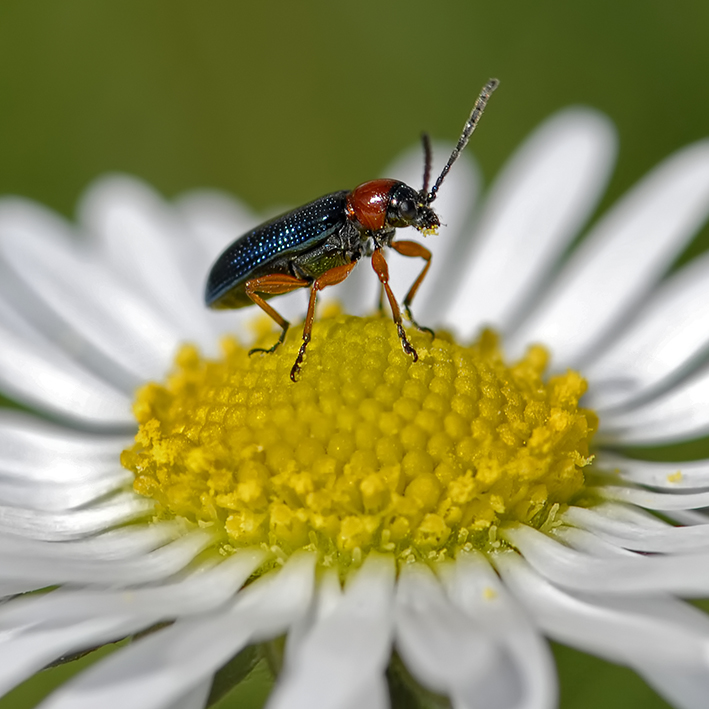 Oulema sp., Chrysomelidae